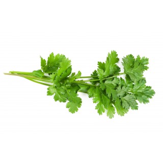Cilantro por paquete